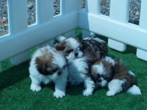 Litter of shih-tzu puppies spectacular