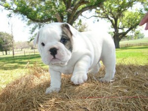 ENGLISH BULLDOG PUPS AKC Registered for adoption .