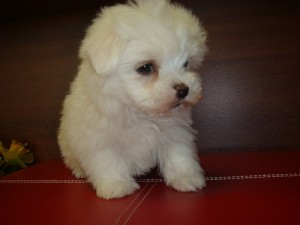 Free AKC Maltese Puppy for adoption