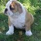 English male and female bulldog for adoption