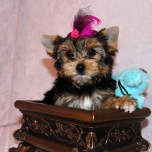 Adorable yorkie puppies for adoption