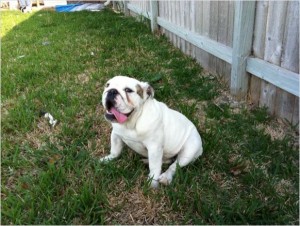 Quality English Bulldog Puppies For Adoption  &gt;&gt; [Free]