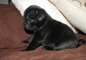 Lovely Pug puppies still available