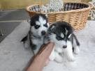 lovely and outstanding Siberian Husky Puppies For Caring Homes.