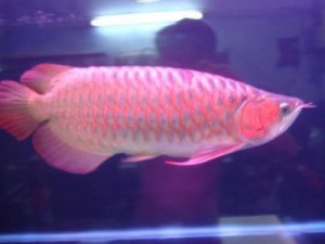 Top quality Asian red arowana,RTG,super red arowana KOI and many others.