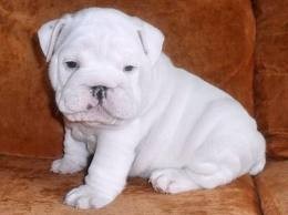 lovely and charming English Bulldog  puppies looking for re homing