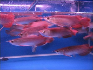PREMIUM ASIAN RED,SUPER RED AND MANY OTHER AROWANA SPECIES FOR SALE!!!!