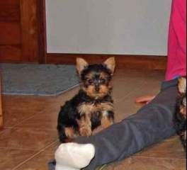 Cute Teacup Yorkie Puppies.