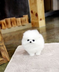 First-class-Pomeranian-puppies-ready-for-a-new-home