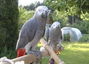 Adorable male and female DNA tested Congo African grey parrots ready now. !!