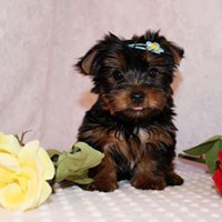 2 CKC male and female Teacup Yorkshire terrier puppies