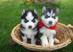 Affectionate Male And Female siberian husky Puppies to offer for Free Adoption