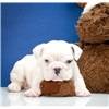 English Bulldog Puppies for Sale