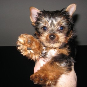 Amazing Yorkie Puppies For Adoption Now