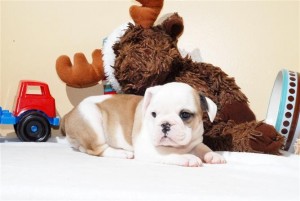 Stocky English Bulldog(AKC)