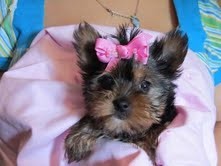 Yorkie puppies