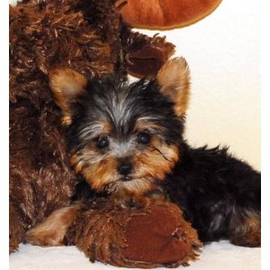 Super Outstanding Male And Female Yorkie Puppies For Adoption