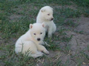 Magnificent Siberian Husky Puppies