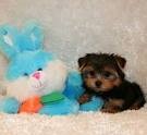 Amazing AKC Yorkie Puppies For Adoption