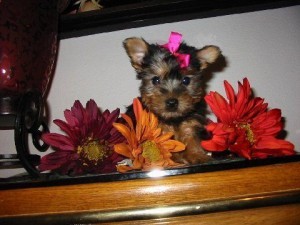 SUPER TEACUP YORKIE PUPPIES FOR ADOPTION