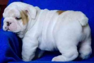 Perefect AKC english bulldog for adoption