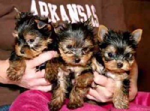 3 AKC 1male and 2female Teacup Yorkshire terrier puppies