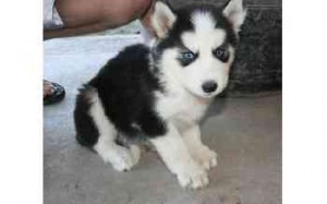 Siberian Husky Per ...