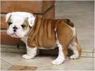 !! Splendido bianco e fulvo Bulldog inglese cuccioli!