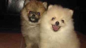 Stunning 12 week old pomeranian puppies