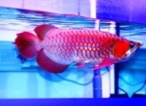 Top Quality Asian Red, RTG, Super Red, Chili Red, Golden X back Arowanas For Sale at very good discount prices!!!!!$350