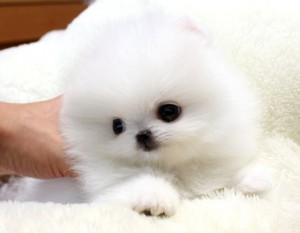 Adorable AKC Tiny Teacup Pomeranian Puppies For Adoption.