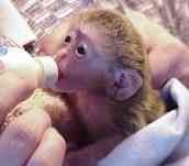 female capuchin monkey for adoption