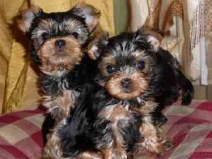 Beautiful Male and Female Yorkshire terrier puppies