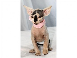 Sphynx TICA Registered Kittens  for adoption