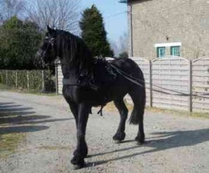 An extremely friesian for sale