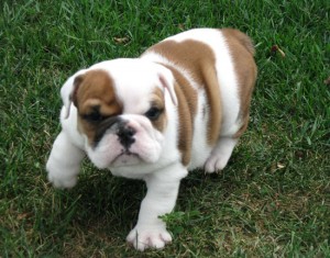 lovely male and female English bulldog puppies for adoption  They are vet checked,akc registered and currently on their vaccina