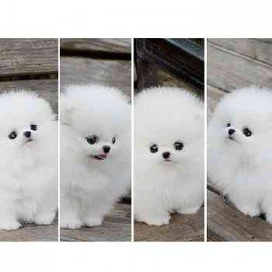 cute n tiny Pomeranian puppies