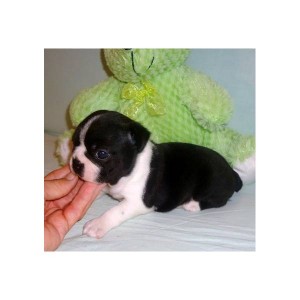 Adorable Amazing ~ Precious Boston Terrier  Puppies Available!!!