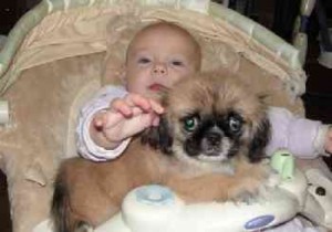 10 week old pekingnese puppies