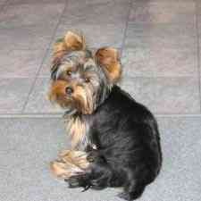 cute and adorable yorkie puppy for rehome