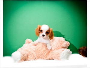 Lovely bueatiful Cavalier Puppies for free adoption!!