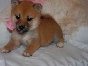 Playful Shiba Inu Puppies Now Ready