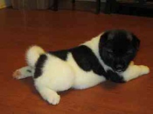 Available Akita Puppies Now Ready For Homes