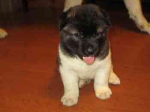 Both Male and Female Akita Puppies Ready Now