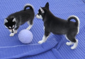 cute siberian husky puppies  for adoption