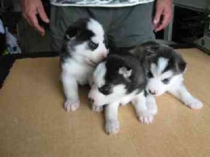 Siberian husky puppies