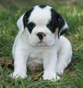 English Bulldog Puppies For Sale