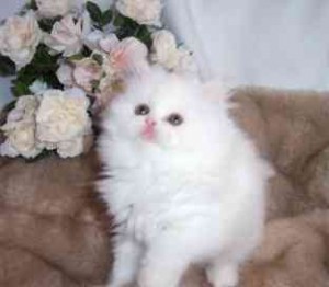 Healthy persian kitten for sale