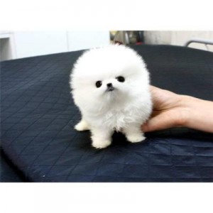 Affectionate Pomeranian Puppies Available