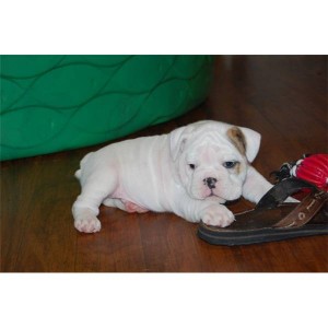 TWO WHITE ENGLISH BULLDOG PUPPIES